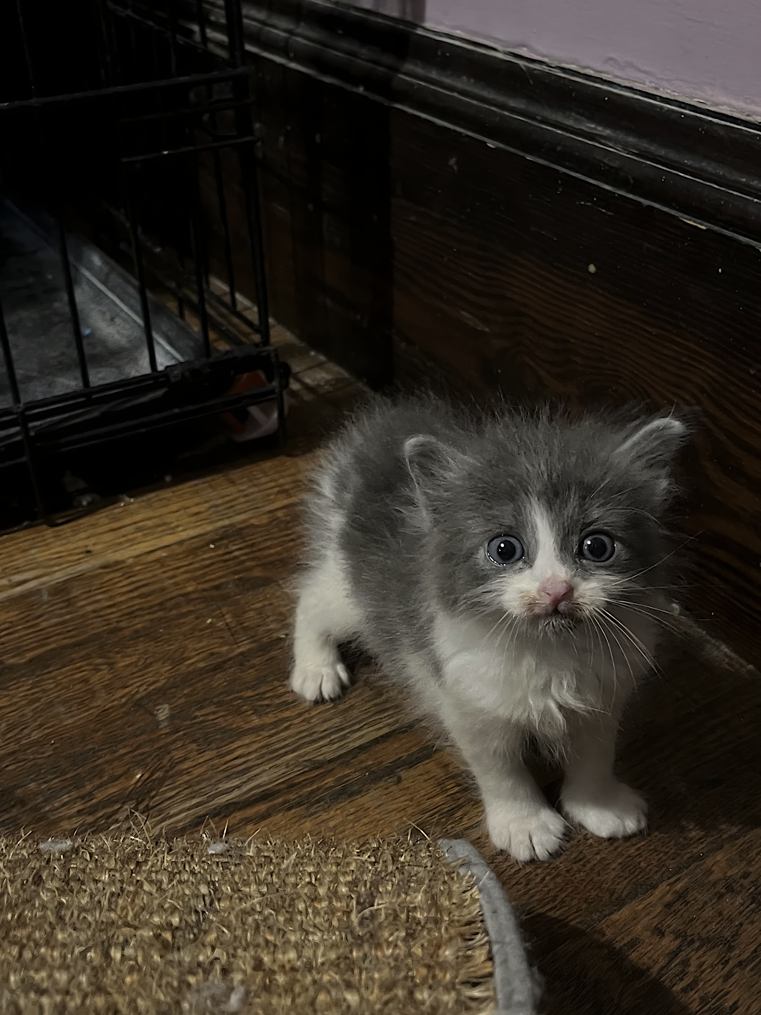 KittenKottage cat photo: Squish