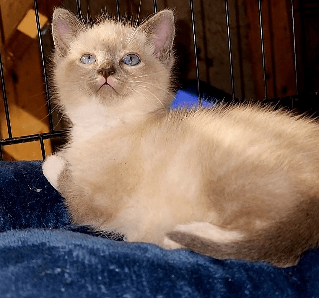 KittenKottage cat photo: downloads image 2