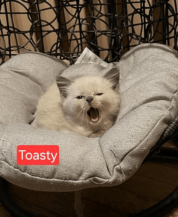 KittenKottage cat photo: downloads image 3