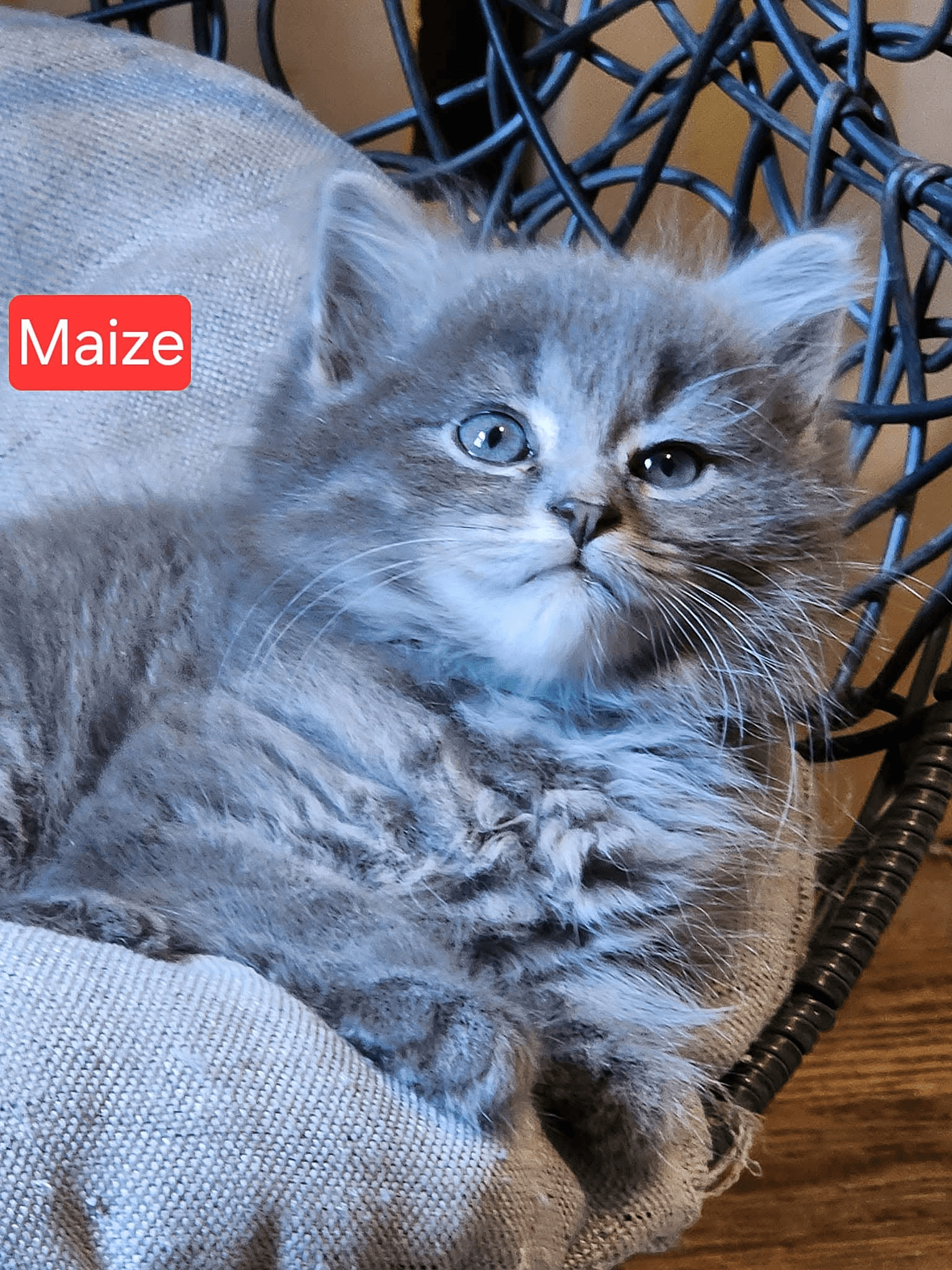 KittenKottage cat photo: downloads image 4