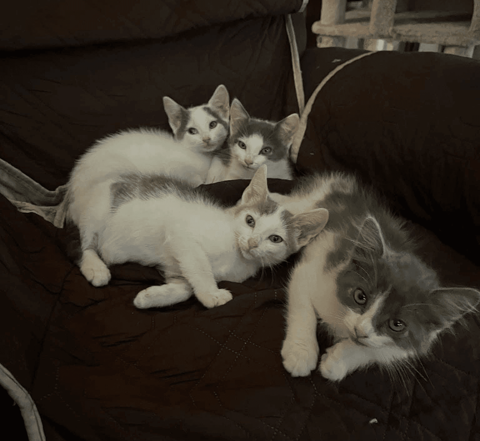 KittenKottage cat photo: downloads image 5