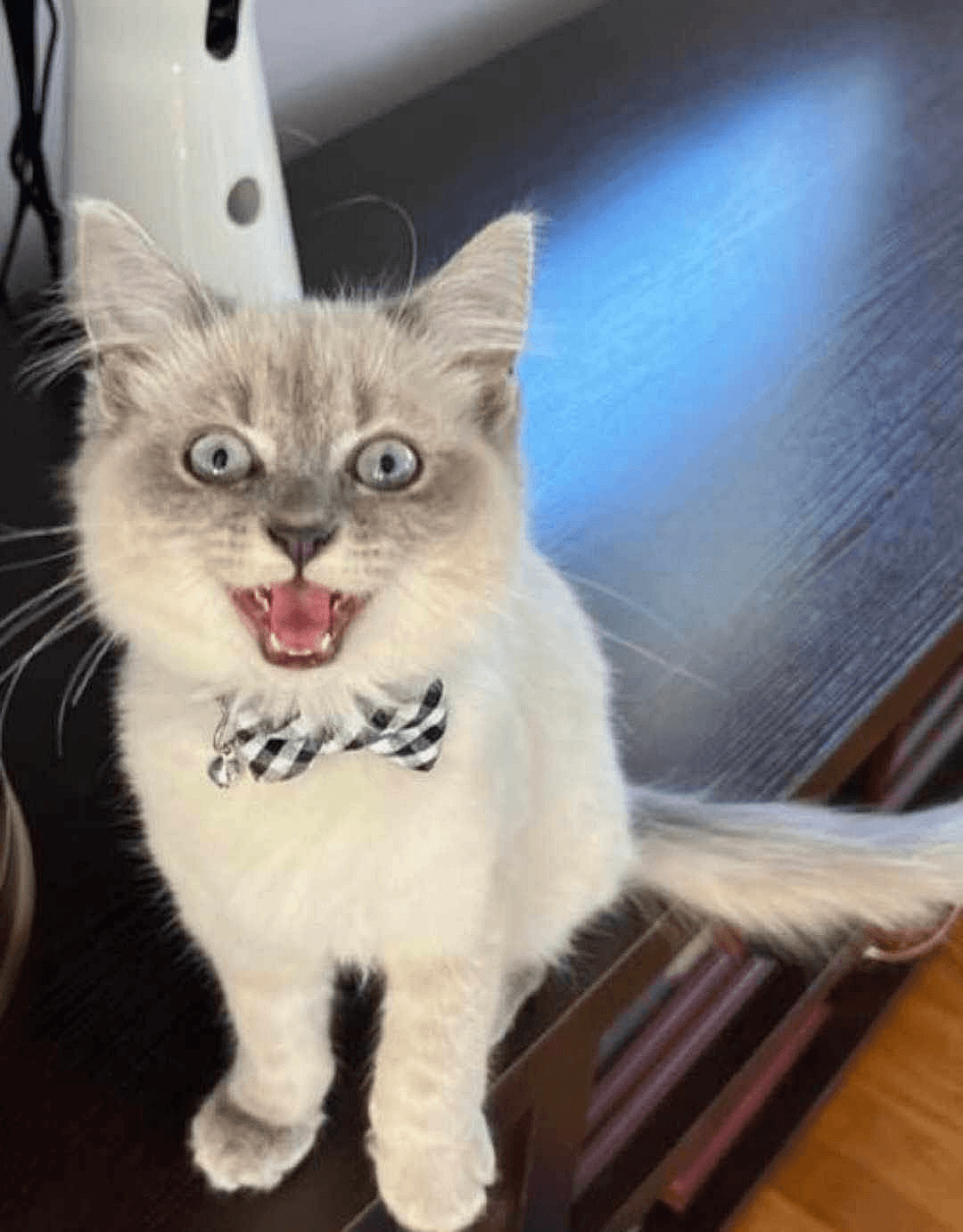 KittenKottage cat photo: downloads image 6
