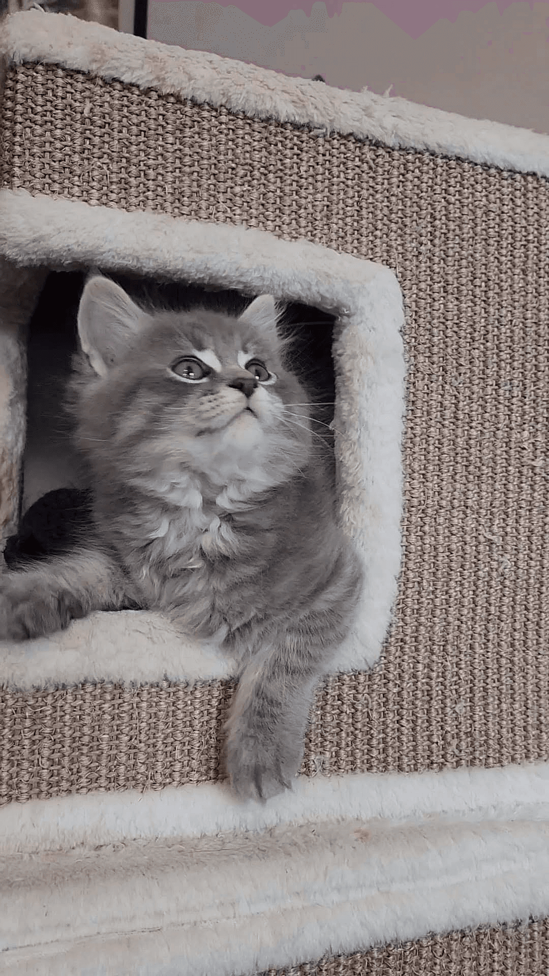 KittenKottage cat photo: downloads image 7