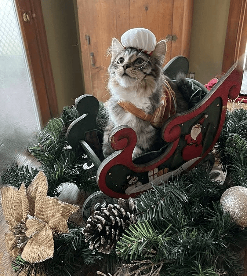 KittenKottage cat photo: downloads image 8