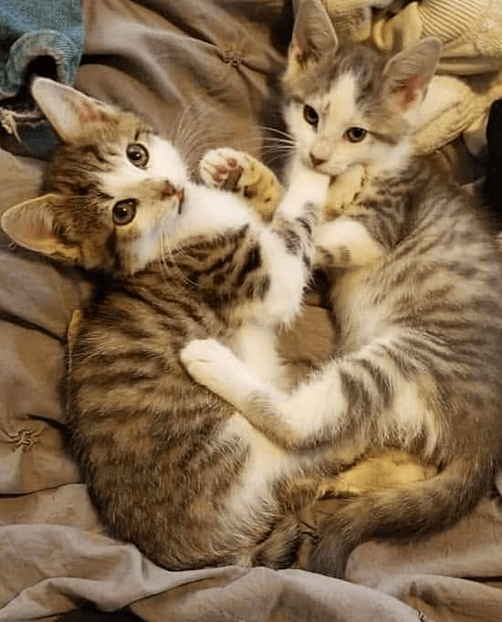 KittenKottage cat photo: downloads image 9