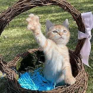 KittenKottage cat photo: downloads image