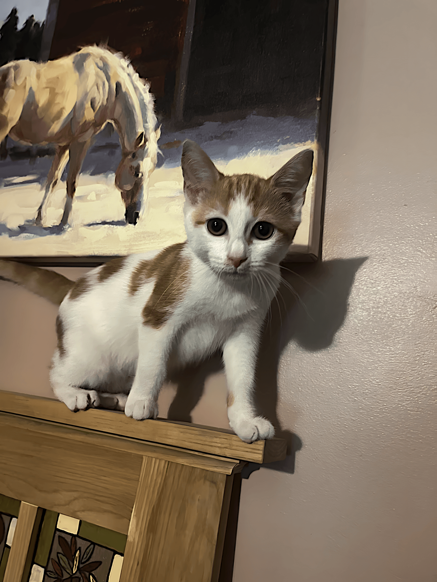 An orange-and-white kitten perched on a wooden chair