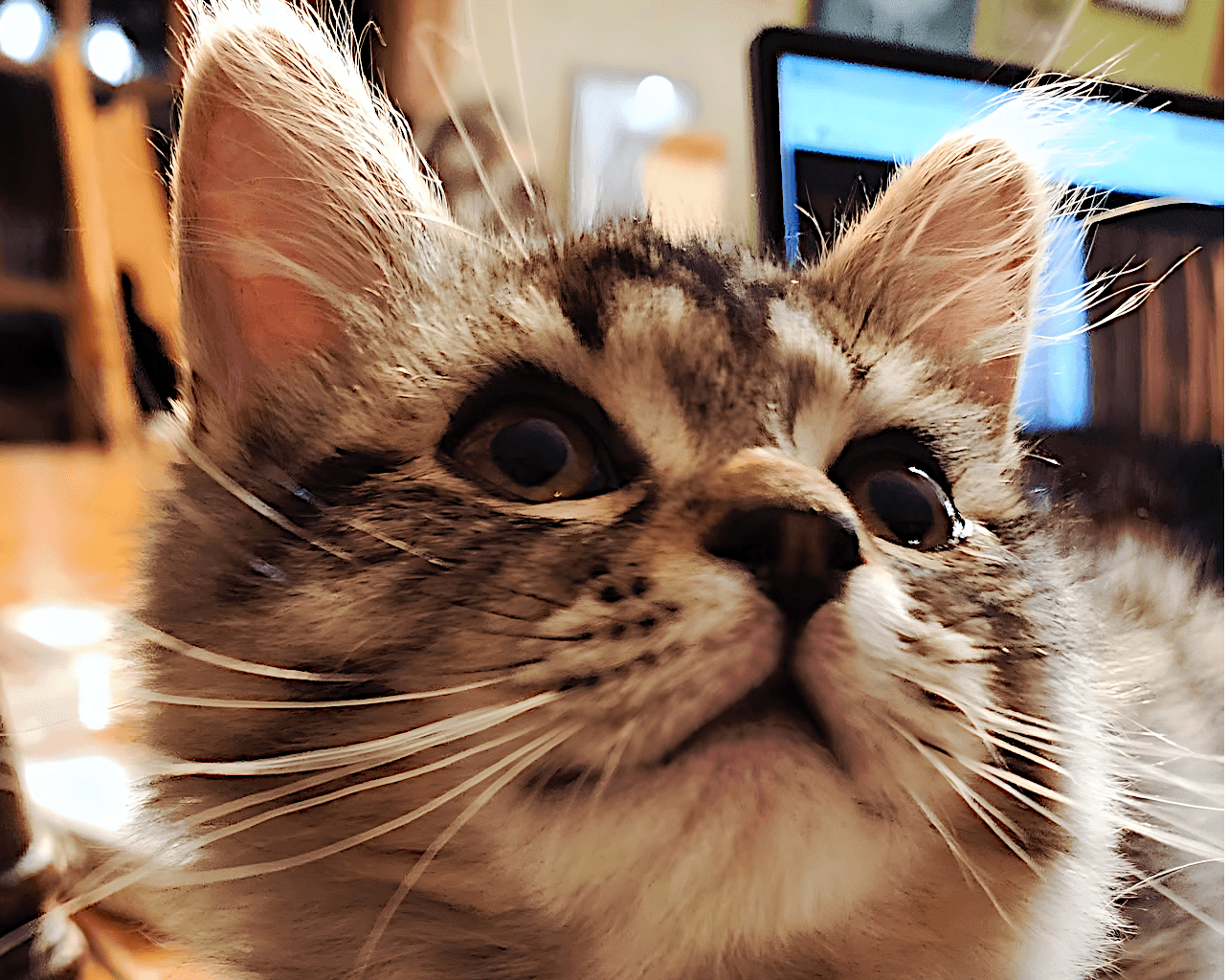 KittenKottage cat photo: loo